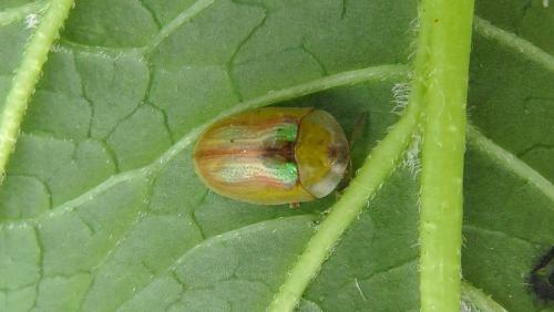 Réf. 210 901 : Cassida vittata